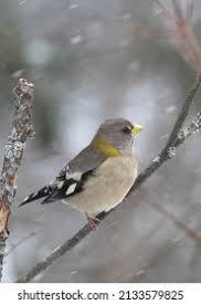 Image result for Hesperiphona vespertina