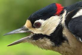 Attēlu rezultāti vaicājumam “Dendrocopos major”