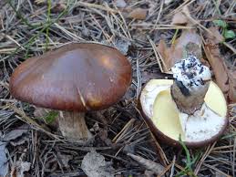 Attēlu rezultāti vaicājumam “Suillus luteus”