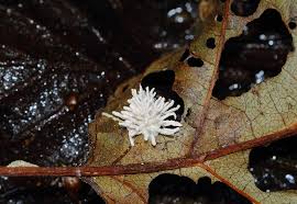 Attēlu rezultāti vaicājumam “Torrubiella arachnophila”
