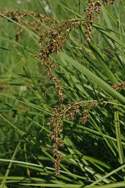 Attēlu rezultāti vaicājumam “Carex paniculata”