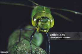 Attēlu rezultāti vaicājumam “Aeshna grandis”