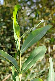 Attēlu rezultāti vaicājumam “Salix purpurea leaf”