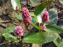 Attēlu rezultāti vaicājumam “Polygonum amphibium flower”