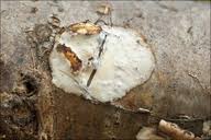 Attēlu rezultāti vaicājumam “Skeletocutis nivea”