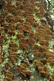 Attēlu rezultāti vaicājumam “Trichaptum abietinum”