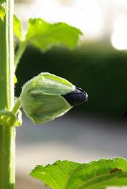 Attēlu rezultāti vaicājumam “Alcea rosea bud”