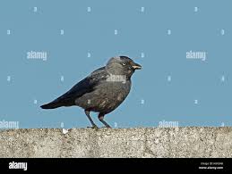 Attēlu rezultāti vaicājumam “Corvus monedula adult”