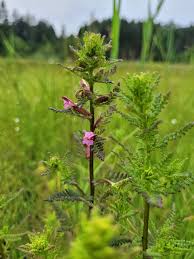 Attēlu rezultāti vaicājumam “Pedicularis palustris flower”