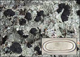 Attēlu rezultāti vaicājumam “Mycoblastus sanguinarius”