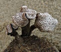 Attēlu rezultāti vaicājumam “Poronia punctata”