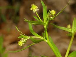 Attēlu rezultāti vaicājumam “Ranunculus auricomus leaf”