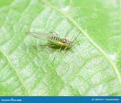 Attēlu rezultāti vaicājumam “Drepanosiphum platanoidis exuvia”