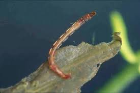 Attēlu rezultāti vaicājumam “Chironomidae larvae”