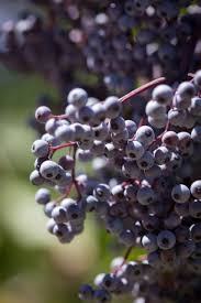 Attēlu rezultāti vaicājumam “Sambucus”