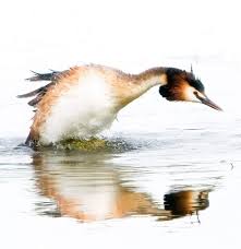 Attēlu rezultāti vaicājumam “Podiceps cristatus adult”