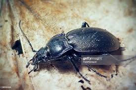 Attēlu rezultāti vaicājumam “Carabus nemoralis”