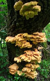 Attēlu rezultāti vaicājumam “Vouauxiomyces santessonii”