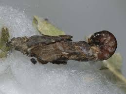 Attēlu rezultāti vaicājumam “Proutia betulina”