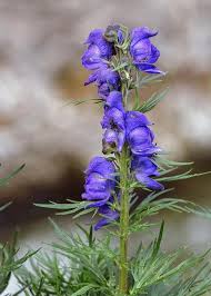 Image result for Aconitum napellus