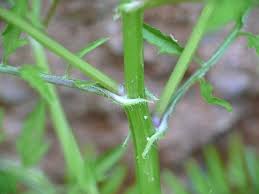 Attēlu rezultāti vaicājumam “Cardamine impatiens”