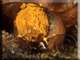 Attēlu rezultāti vaicājumam “Perichaena corticalis”