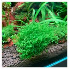 Attēlu rezultāti vaicājumam “Riccardia incurvata”