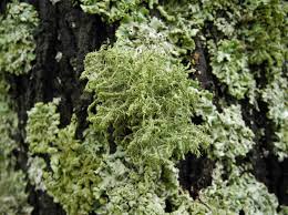 Attēlu rezultāti vaicājumam “Usnea hirta”