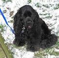 American Cocker Spaniel | Dog breed world