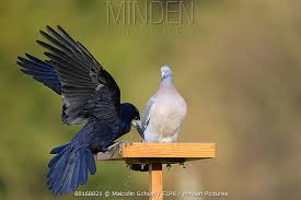 Attēlu rezultāti vaicājumam “Corvus frugilegus adult”