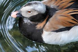 Attēlu rezultāti vaicājumam “Clangula hyemalis male”