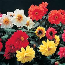 Image result for Dahlia x pinnata `Redskin`