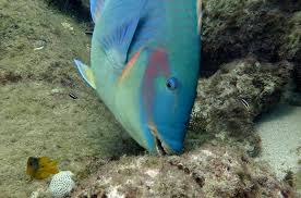 Image result for Sparisoma amplum