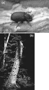 Attēlu rezultāti vaicājumam “Bolitophagus reticulatus larva”