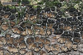 Attēlu rezultāti vaicājumam “Xylobolus frustulatus”