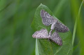 Attēlu rezultāti vaicājumam “Eupithecia satyrata”