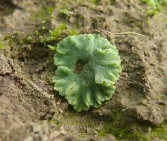 Attēlu rezultāti vaicājumam “Riccia canaliculata”