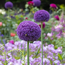Attēlu rezultāti vaicājumam “Allium cepa flower”