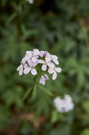 Attēlu rezultāti vaicājumam “Cardamine bulbifera flower”