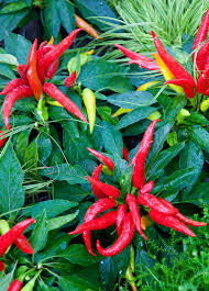 Afbeeldingsresultaat voor thai bird pepper hot pepper