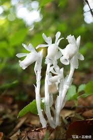 Image result for ギンリョウソウ