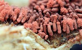 Attēlu rezultāti vaicājumam “Heterotrichia oerstedii (syn. Arcyria oerstedii) young”