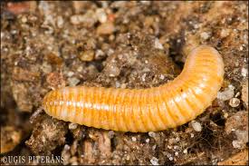 Attēlu rezultāti vaicājumam “Polyzonium germanicum”