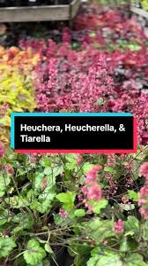 Image result for Heuchera Metallica