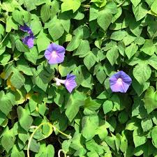 Image result for Ipomoea purpurea