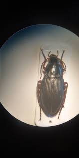 Attēlu rezultāti vaicājumam “Anthrenus sp. imago”