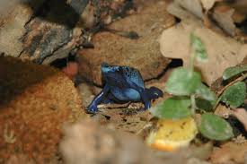 Image result for blauer baumsteiger