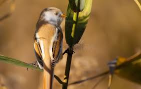 Attēlu rezultāti vaicājumam “Panurus biarmicus female”