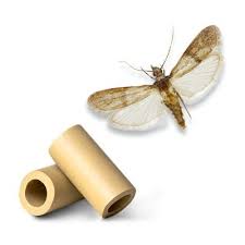 Attēlu rezultāti vaicājumam “Plodia interpunctella”