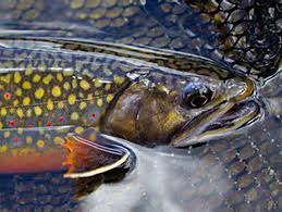 Image result for Salvelinus faroensis